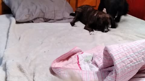 Puppies playing on bed