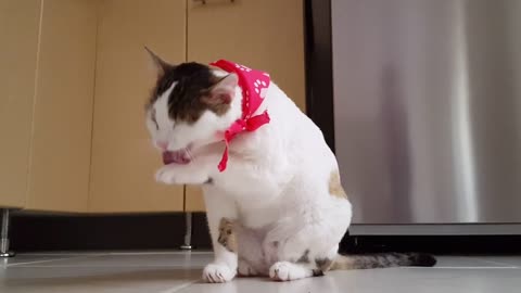 Cat licking its leg