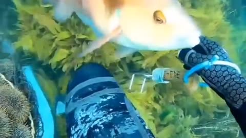 Diving with a gift for fish