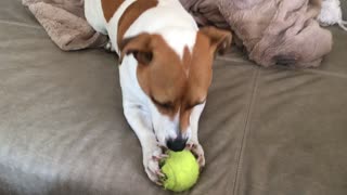 Dog hates tennis ball colour