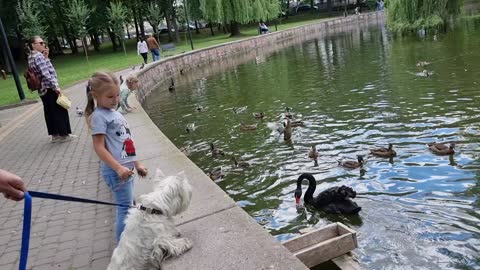 Puppy, duck and black swan 🐶🦆🦢