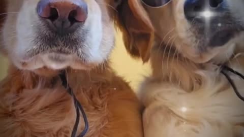 "Golden Bond: Heartwarming Moments of Two Loving Retrievers!"