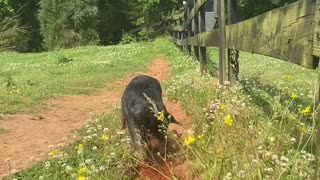 Farm Dog Digs A Water Trough