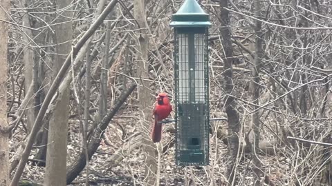 Cardinals at the James Gardens feeder 😍