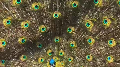 Peacock 🦚