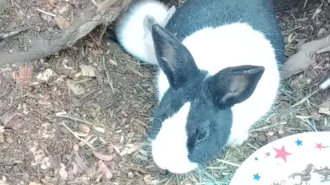 Rabbits eating together