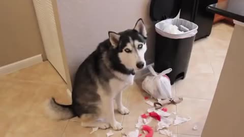 You Won't Believe How This Hilarious Husky Communicates!