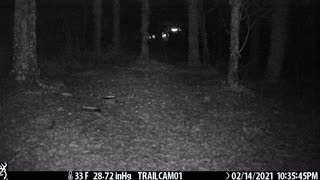 Raccoon gets a drink in the rain