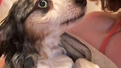 Tiny dog traumatized after bath