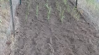 New corn patch planted