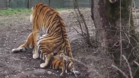 Mating big Cats.