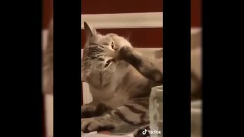 Gatoos com 3 pipinos do lado videos engraçados