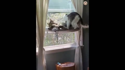 New Funny Animals 😂 Funniest Cats and Dogs Videos 😺🐶