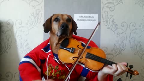 HAPPY BIRTHDAY TO YOU FUNNY ANIMALS PLAYING VIOLIN