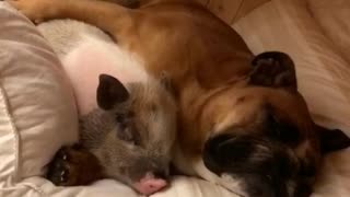 Adorable momento de abrazos entre perro y cerdo