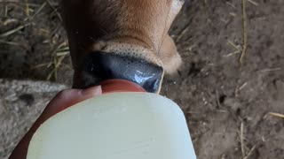 Feeding a baby cow