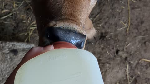 Feeding a baby cow