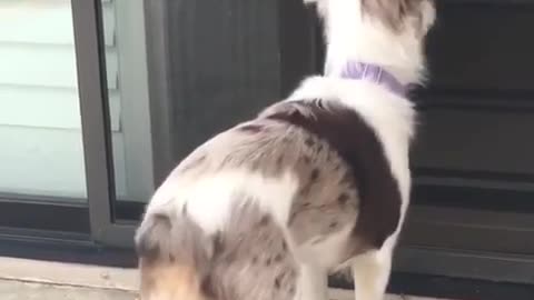 White and brown dog shakes butt outside screen door