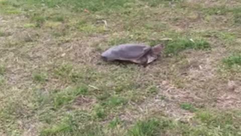 Florida softshell turtle getting ready to lay eggs