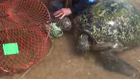 Tangled Turtle Rescued from Crab Pots and Rope