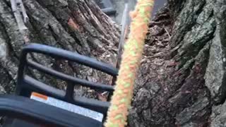 Treemek tree removal