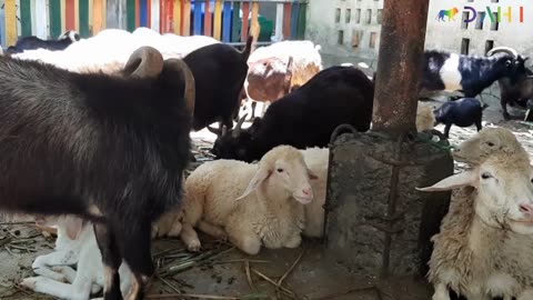 Goats Cute | Sheep Eating Cute Videos p3