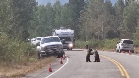 Mama Bear And Her 3 Cubs Cause Traffic Jam