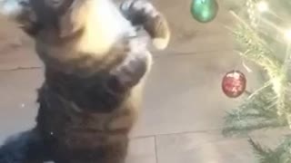 cat sizing up the Christmas tree