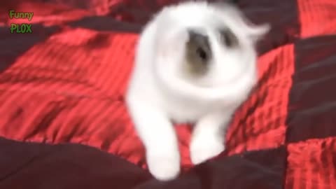 Oh my Love these cats sneezing videos too funny