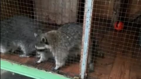 Synchronized raccoons