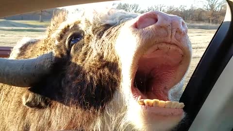 Friendly Yak Wants Drive Through Snacks