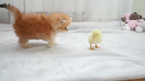 Cat and tinny chicken playing video compilation- 03