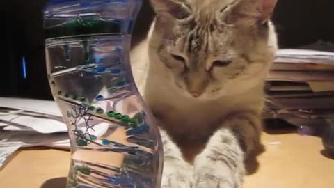 Cat Is Completely Mesmerized By Bubble Timer