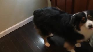 Three legged black dog runs into doorway trying to get out
