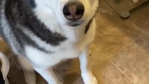 Guilty Husky Tries To Blame Other Dog! 😂🐶