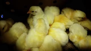 Adorable chicks on their way to a forever home