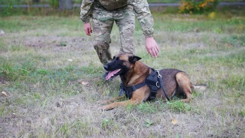 The man trains his dog to perform a trick with walking between his legs. No face shown