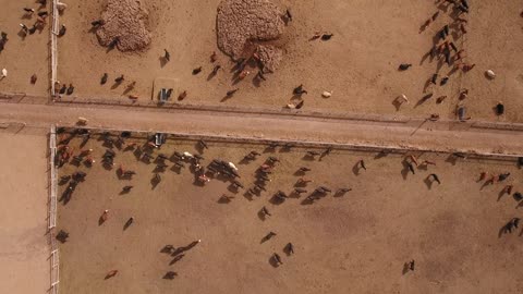 Aerial travelling shot of cows walking in stockyard