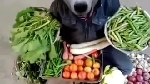 A huge dog that sells vegetables and promotes his own way