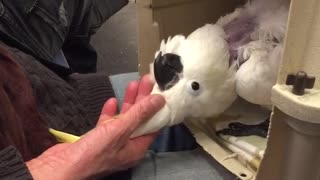 Petting white bird yellow top out of cage laying on back