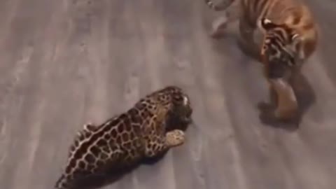 Tiger Cub meets leopard cub, what happens