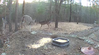 deer in backyard
