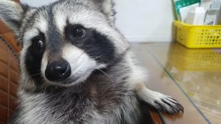 Raccoon eats cabbage crunchily at the table with his family.