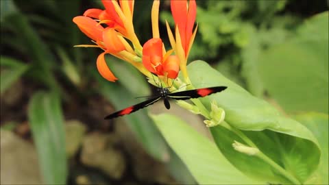 Butterfly On A Beautiful Flower