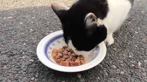 Stray cat eating food