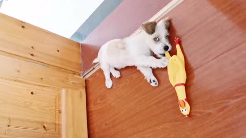 Lindo perrito jugando con un pollo gritando