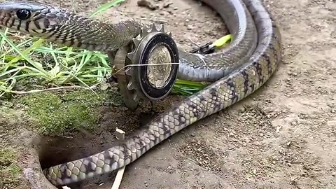 Snake Trap Is A Big Big Business In North Asia..🌏