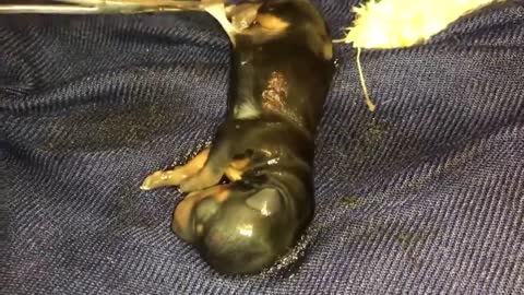 Mother Dog gave birth to lovely pupies!!!