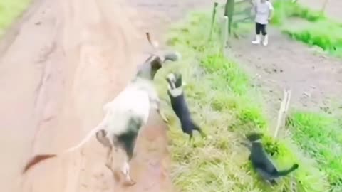 Cow v/s dog fight