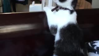 Black and white kitten cat at edge of bed watching black screen tv